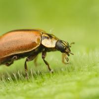 Larch Ladybird 3 